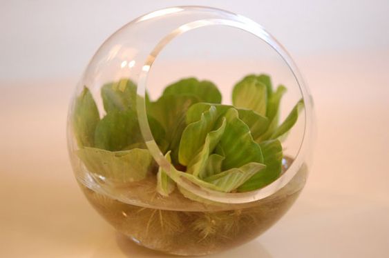 lettuce Office Desk water Plants