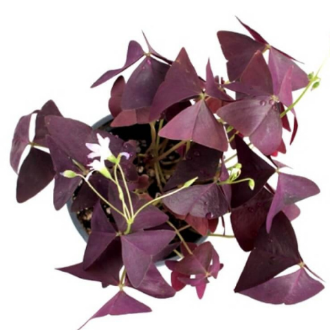 Oxalis Small plants for Office Desk