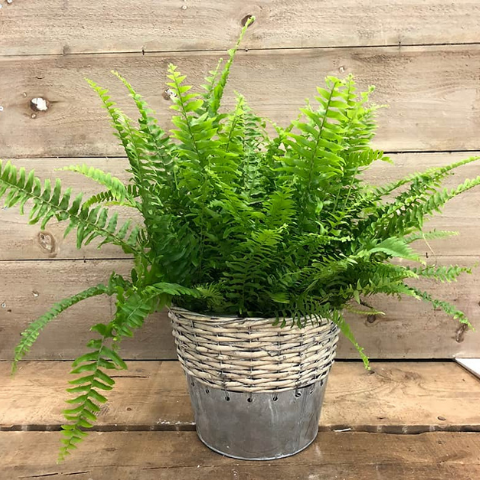 Boston Fern Small plants for Office Desk