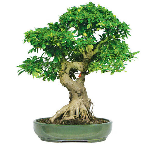 Ficus Small plants for Office Desk