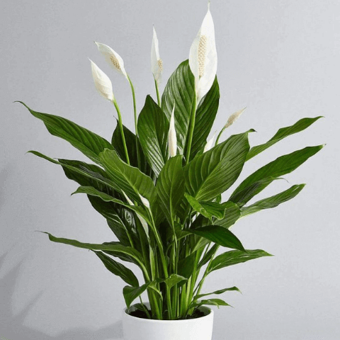 lily Small plants for Office Desk