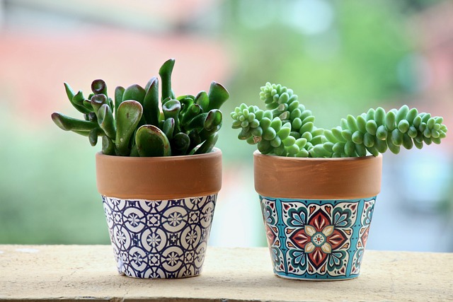 succulent plants