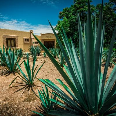 Agave Succulent Plants