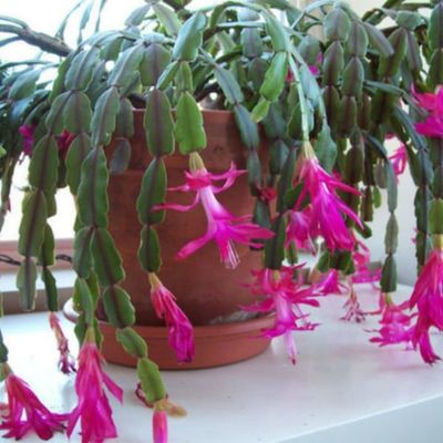 Christmas Cactus Schlumbergera x buckleyi