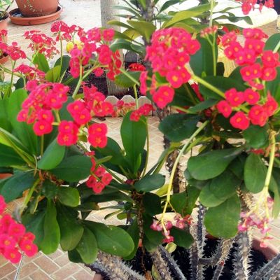 Crown of Thorns (Euphorbia milii) Succulents Plants