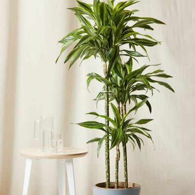 Dracaena Succulent Plants