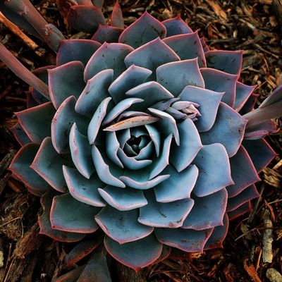 Echeveria