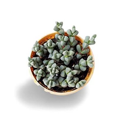 Ice Plant Succulent Plants