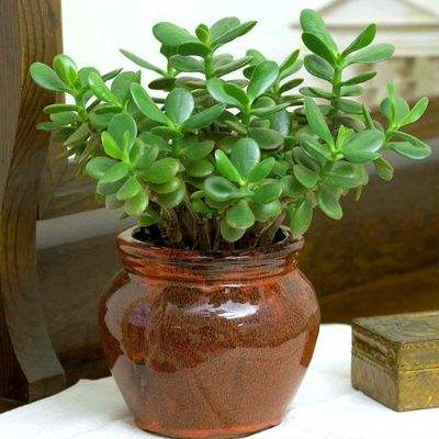 Jade Plant