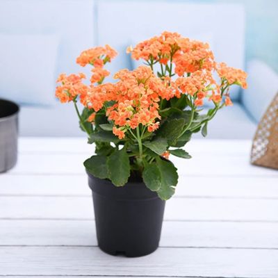 Kalanchoe Succulent Plants