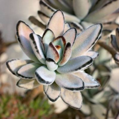 Kalanchoe tomentosa