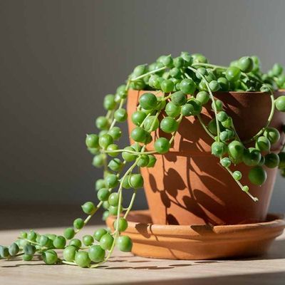 String of Pearls