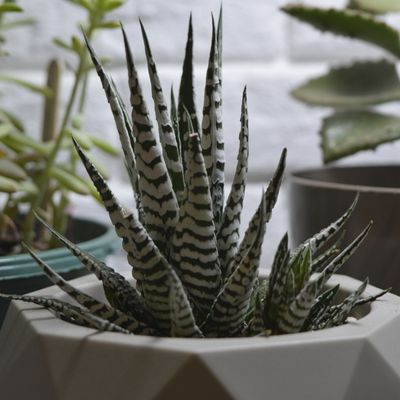 Zebra Cactus Haworthia Fasciata Succulent plants