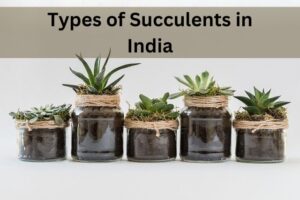 Types of Succulents in India